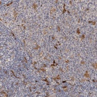 Anti-PTAFR Antibody