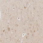 Anti-MRPL55 Antibody