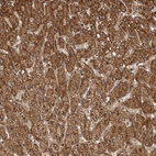 Anti-RABIF Antibody