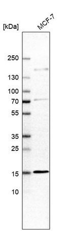 Anti-RABIF Antibody