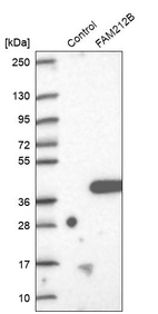 Anti-FAM212B Antibody