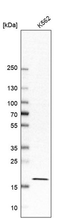 Anti-EEF1E1 Antibody