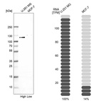 Anti-MAP7D1 Antibody