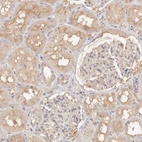 Anti-NECAP2 Antibody