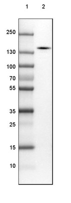 Anti-SRGAP2 Antibody