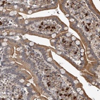 Anti-PLEKHG1 Antibody