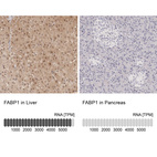 Anti-FABP1 Antibody