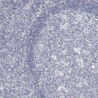 Anti-DNALI1 Antibody