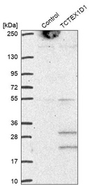 Western blot analysis in control (vector only transfected HEK293T lysate) and TCTEX1D1 over-expression lysate (Co-expressed with a C-terminal myc-DDK tag (~3.1 kDa) in mammalian HEK293T cells, LY407386).