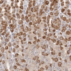 Anti-USP24 Antibody