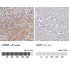 Anti-LMOD1 Antibody