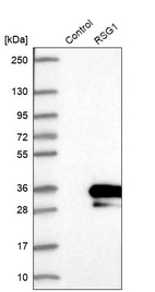 Anti-RSG1 Antibody