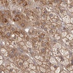 Anti-NUP43 Antibody