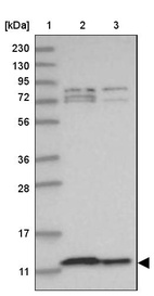 Anti-COA6 Antibody