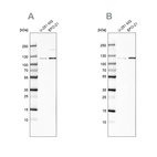 Anti-CHD1L Antibody