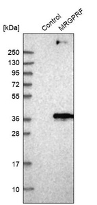 Anti-MRGPRF Antibody