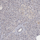 Anti-MOGAT2 Antibody