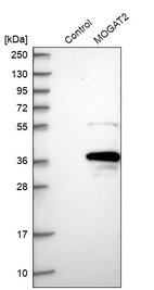 Anti-MOGAT2 Antibody