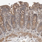 Anti-SLC6A7 Antibody