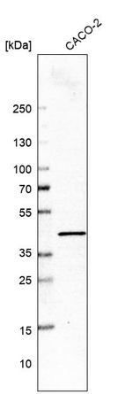 Anti-GLRX3 Antibody