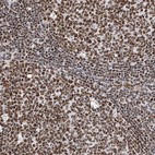 Anti-SRSF6 Antibody