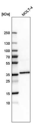 Anti-SRSF6 Antibody