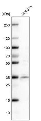 Anti-SRSF6 Antibody