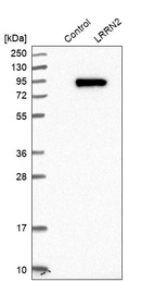 Anti-LRRN2 Antibody