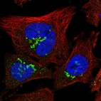 Immunofluorescent staining of human cell line U-251 MG shows localization to the Golgi apparatus.