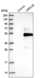 Western blot analysis in control (vector only transfected HEK293T lysate) and LRRC25 over-expression lysate (Co-expressed with a C-terminal myc-DDK tag (~3.1 kDa) in mammalian HEK293T cells, LY407925).