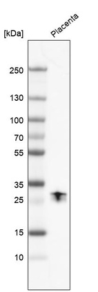 Anti-PAEP Antibody