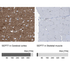 Anti-SEPT7 Antibody