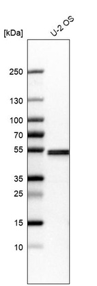 Anti-SEPT7 Antibody