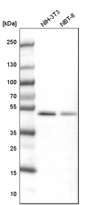 Anti-SEPT7 Antibody