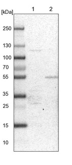 Anti-PDSS2 Antibody