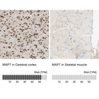 Anti-MAP7 Antibody