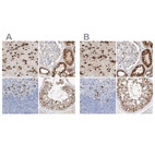 Anti-MAP7 Antibody