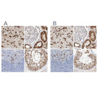 Anti-MAP7 Antibody