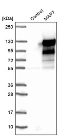 Anti-MAP7 Antibody