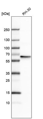 Anti-RAD23B Antibody