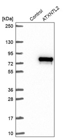 Anti-ATXN7L2 Antibody