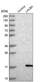 Anti-LALBA Antibody