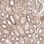 Anti-GBP4 Antibody