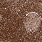 Anti-GBP4 Antibody