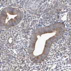 Anti-TJAP1 Antibody