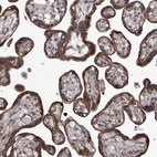 Anti-TJAP1 Antibody