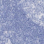 Anti-FRS3 Antibody