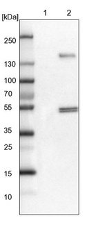 Anti-FRS3 Antibody