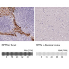 Anti-RPTN Antibody