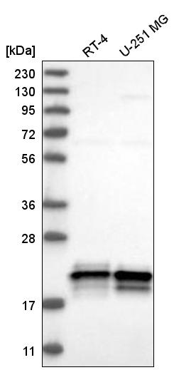 Anti-ASF1A Antibody